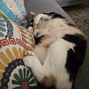 Meet your Posher, Brenda